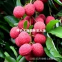 嫁接盆栽无核果树苗荔枝