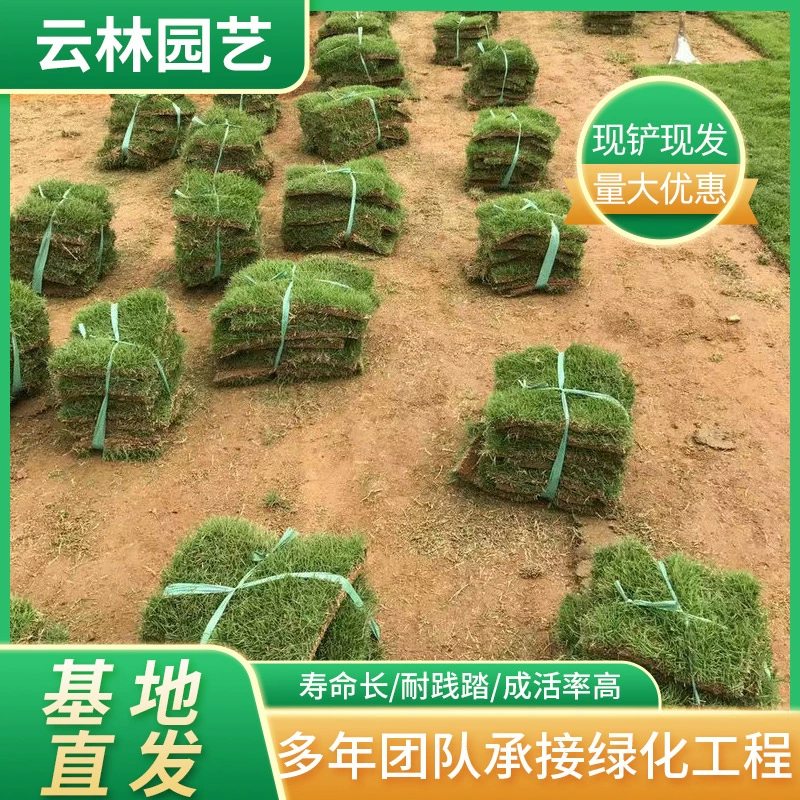 Зеленый газон Тайвань зеленый Бермудские острова газон газон рай четыре сезона вечнозеленая трава без почвы газон рулон