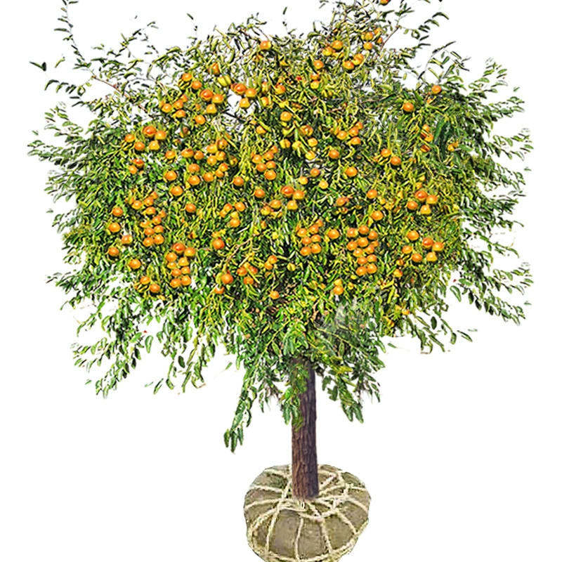 Саженцы мармелада на юге и севере Four Seasons посадка привитых круглых фруктовых саженцев мягкий мармелад ранний хрустящий король зимний мармелад саженцы