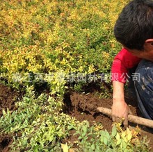 批发园林绿化金山绣线菊工程苗 金焰绣线菊绿化苗 花灌木色块苗