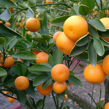 橘子樹苗子柑橘苗早熟青皮 蜜桔砂糖占地果樹