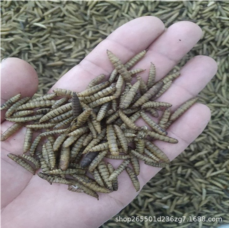 隧道流水线快速黑水虻烘干机 黄粉虫快速干燥机 昆虫烘干微波设备