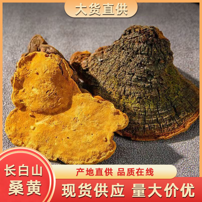 桑黄长白山桑黄正品特级桑树桑黄切片土特产品桦树茸批发代发