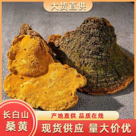 桑黄长白山桑黄正品特级桑树桑黄切片土特产品桦树茸批发代发
