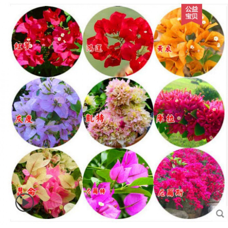 Цветок бугенвиллии рассада в горшке двойной бугенвиллии рассада дерева трифолия бонсай вьющиеся растения четыре сезона открытые цветы зеленые растения