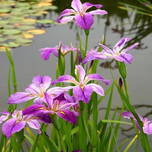 紫花鸢尾苗批发生态环保常绿水养黄花菖蒲多年生耐湿耐阴水生植物