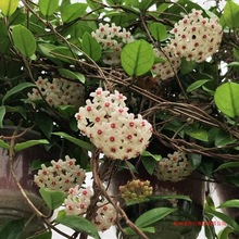 银斑绿叶红球兰阳台爆花浓香型大苗盆栽绿植花卉吊兰其他