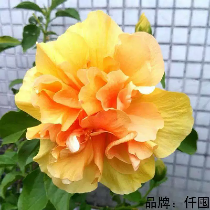 Двойной лист Гибискус в горшке двойной лист с бутоном тутового листа пион Hibiscus syriacus Hibiscus старое ворсовое растение комнатный балкон цветок