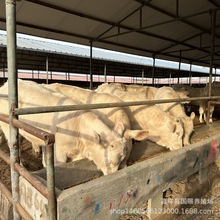 RţBֳ Tţsţ NţRСţ