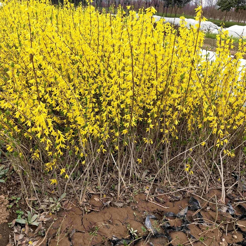 Ландшафтный дизайн рассада альпинистские цветы форзиция цветок рассада Lianqiao рассада золотой колокольчик крышка цветок желтый тигр рассада садовое растение цветок