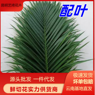 Fresh Leaves and Flowers Direct from Yunnan for Florists, Home Use, Valentine's Day, Mother's Day, Fresh Cut Leaves Wholesale, Bouquets, Holiday Bouquets