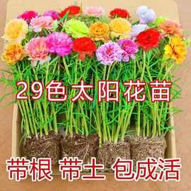 重瓣太阳花苗带根盆栽苗混色喜阳植物花苞室内阳台庭院四季开花