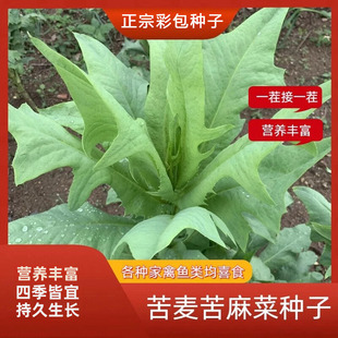 �����˷N�Ѵ��~�ļ����ݿ�����R���~ι�i�u���Z�ԵĲݿ��{�˷N��