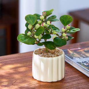 Little Pan Bodhi Tree Potted Plant with Fruits Desktop Green Plant Indoor Office Living Room Green Plant Easy to Maintain All Seasons Purifies the Air