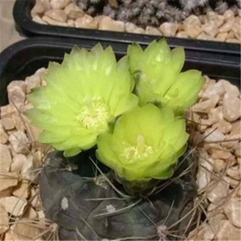Flor de jade cactus florece en todas las estaciones, embellece el aire, el balcón, la sala de estar, la oficina, las plantas verdes, las flores en macetas