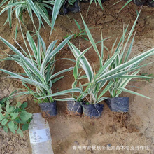 ���~�J���� ɽ�|���ݴ�������ˮ��ֲ�ﻨ�~�J�� �ӵ���߅����ˮ