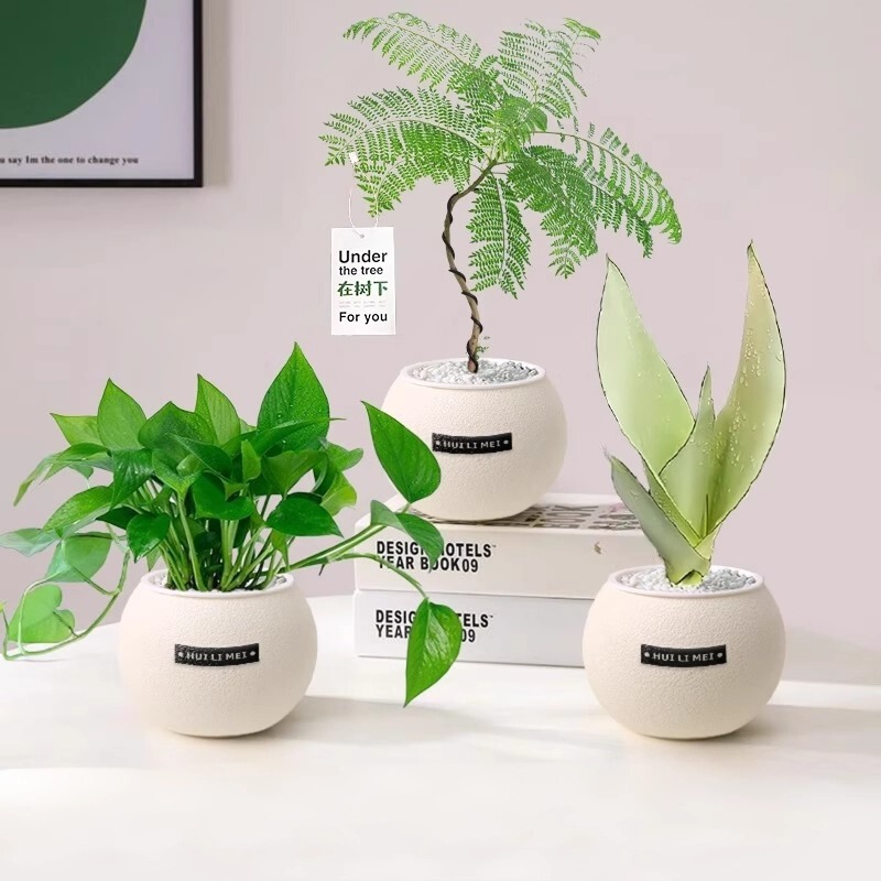 Green Plants, Indoor Small Potted Plants, Desktop Money Trees, Easy to Live in All Seasons, Flowers for Lazy People, Office Plants, Kindergarten