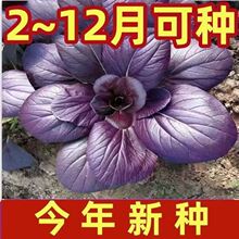 紫罗兰紫妃小青菜紫油菜紫色上海青紫冠青梗菜耐热耐高温蔬菜种子