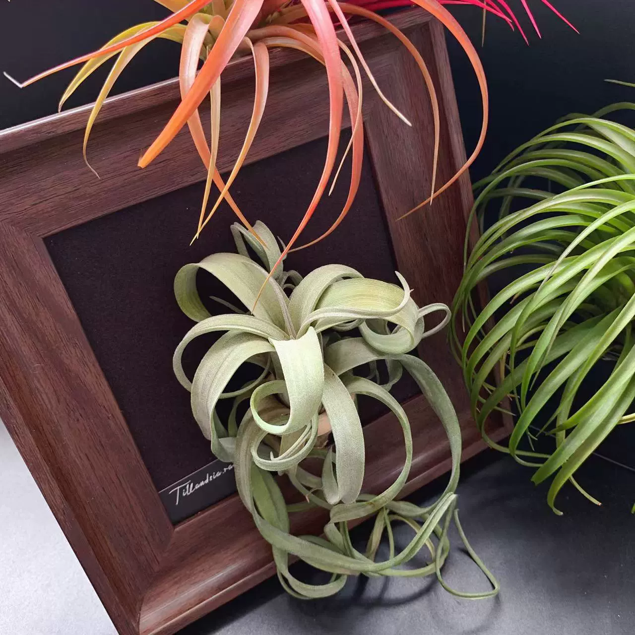 Базовой прямой воздух ананас без почвы