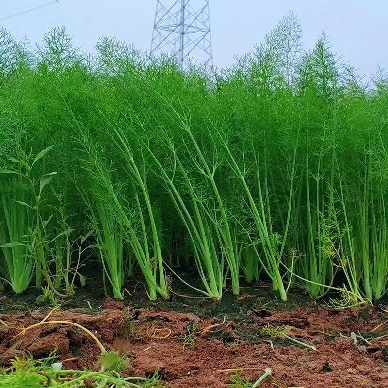Cut Stubble Fennel Seeds in Spring and Autum and Harvest Them Multiple Times. Cumin Seeds Are Easy to Grow in All Seasons. Vegetable Seeds Cut Stubble Fennel Seeds in Spring and Autum and Harvest Them Multiple Times. Cumin Seeds Are Easy to Grow in All Seasons. Vegetable Seeds