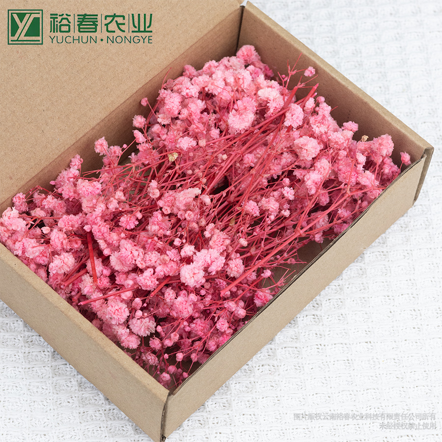 핑크 안개꽃 50개입 상자