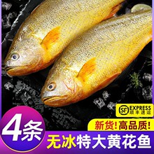 黄花鱼新鲜冷冻特大黄鱼鲜活生鲜深海鱼黄鱼鲞小黄鱼宁德商用整箱