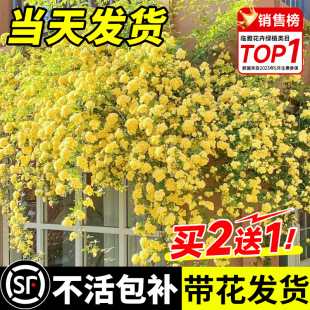 �Sľ�㻨������ֲ�ﻨ���ذ��ľ������Nޱ�̨ͥԺ�ļ��_������