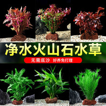 火山石定植水草蜈蚣草水榕懒人水草植物鱼缸水草造景阴性绿植真草
