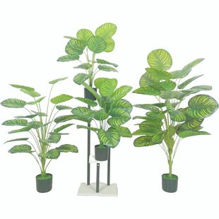 ����Gֲ ���W�L���O������  ���@�@�־G���b��滨�߷���