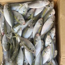 金边鱼鲜冻叶子鱼深海海产鱼类鱼杂煲自助餐员工餐食材18斤商用