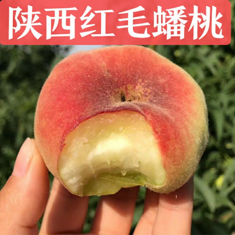 彩虹毛蟠桃 王母毛蟠桃红毛蟠桃新鲜水果毛桃蟠桃一件代发非纽扣