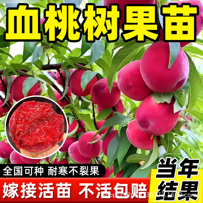 血桃树果苗嫁接南北方品种特大耐寒早熟果树苗庭院种植苗水蜜桃