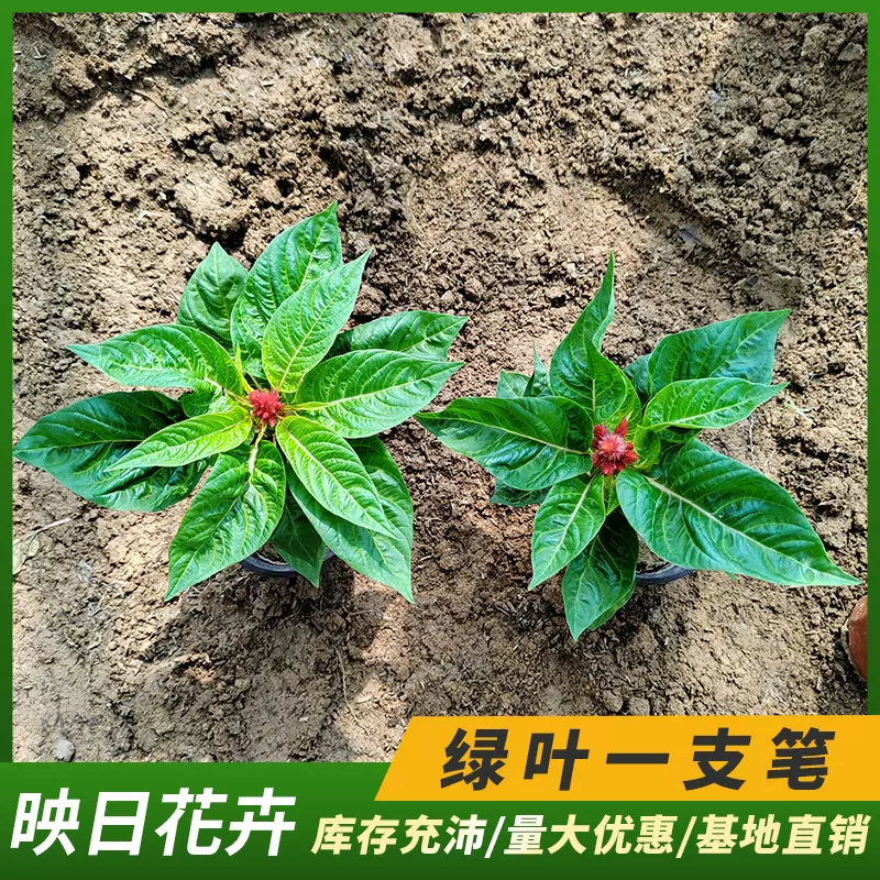 绿叶一支笔鲜花盆栽鸡冠花世纪红时令草花青州花卉节庆租摆世纪红