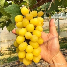 供应黄提赤霞珠巨峰葡萄树苗 夏黑 红提葡萄苗新品种 贝达葡萄苗
