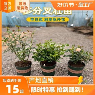 Dropshipping Shrub Rose Blooms in All Seasons, High-Quality Large Seedlings, Juice Balcony, Swedish Queen's Courtyard Planting, Easy to Grow