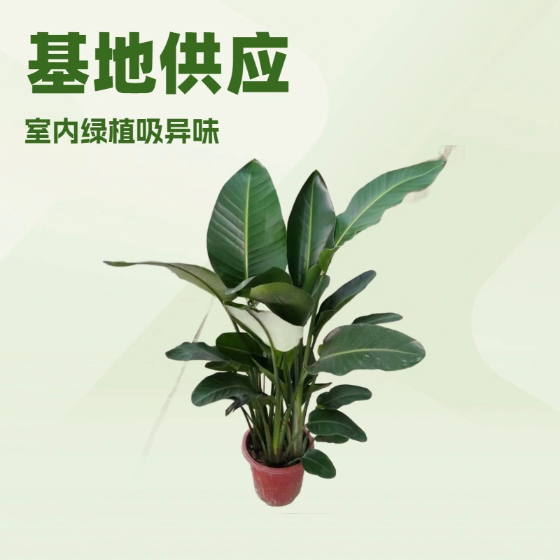 База поставляет лиственное растение — стрелицию королевскую (белый цветок райской птицы) для устранения запахов и ландшафтного дизайна, готовые растения в горшках оптом.
