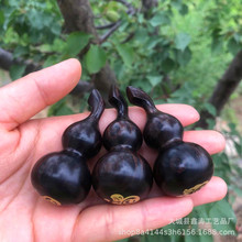 ľ�|��̴���J�Ϲ�̴���J�ײ��Ƕʮ����Ф���耳׿� ��̴���J��
