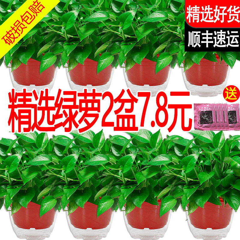 Green Potted Plant for Living Room, Long Vine Hanging Office, Easy-To-Care Indoor Plant for New House, Formaldehyde Removal Plant, Green Plant, Flower Hanging