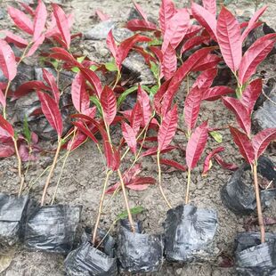 �t������ �����ر���ľ �ɶ��@�־G������ֲ�� ������·ֲ��