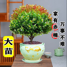 ���Ϙ�С�~����辰ֲ���z�ľ�҃Ȼ��������k�����ļ����B�Gֲ