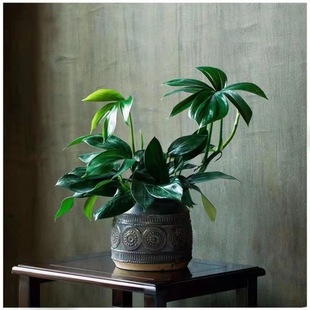 Monstera Unicorn Tail Large Green Plant Indoor Hydroponic Open Back Plant All Year Round Evergreen Essence Air Absorbs Formaldehyde