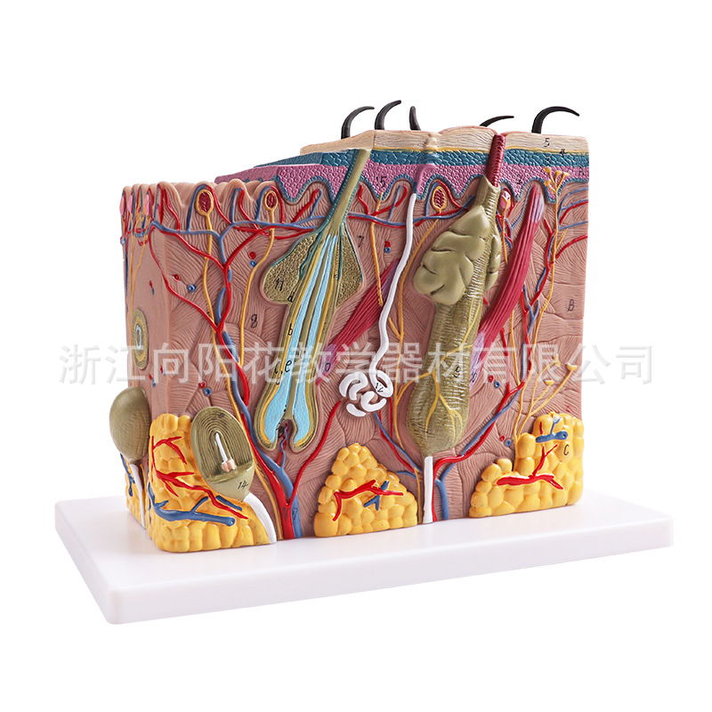 厂家直销生物模型教学仪器33215 立体皮肤结构模型医疗教学模型