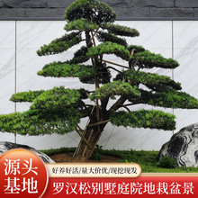 迎客松景观树花卉室外种植耐寒乔木四季常青造型创意装饰造型设计