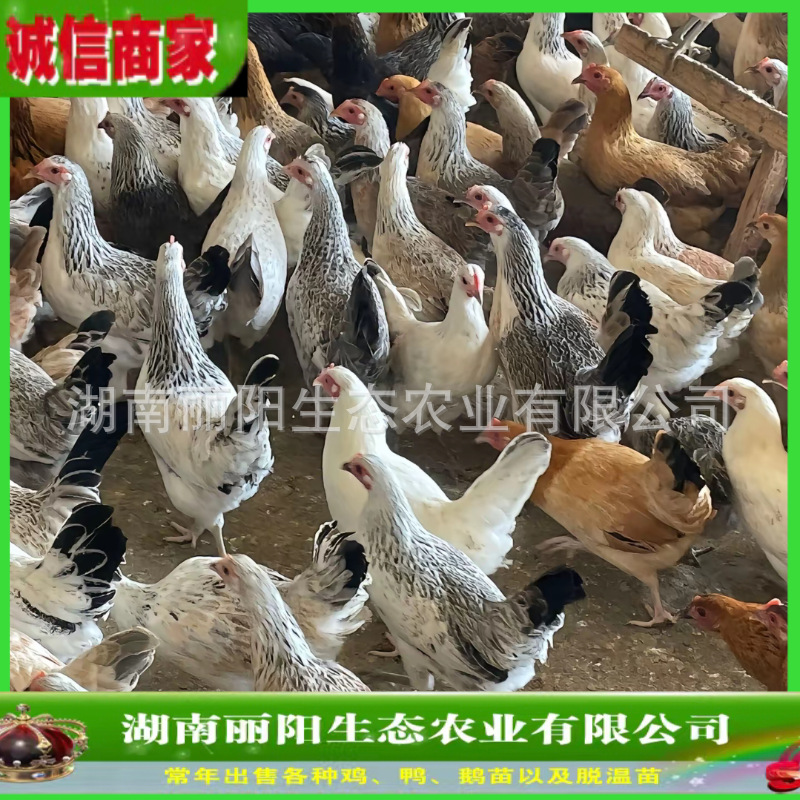 孵化场直卖鹊山鸡苗活体活苗运输包成活另有黑乌鸡苗高产绿壳蛋鸡