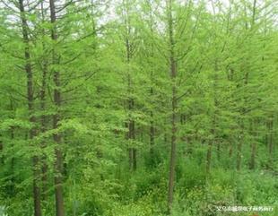 ˮɼ�����Ϸ������NֲͥԺ���Ե���С��G������@�֑���ˮɼ��ľ