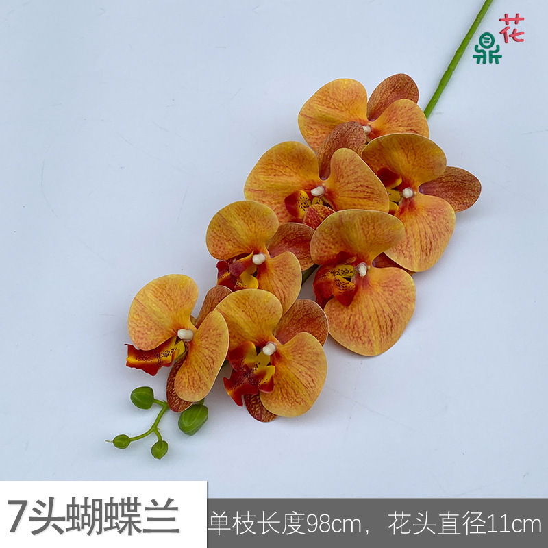 7 phalaenopsis GFG #49 다크 오렌지