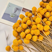 干花黄金球永生黄金球diy干花创意装饰ins花束道具制作