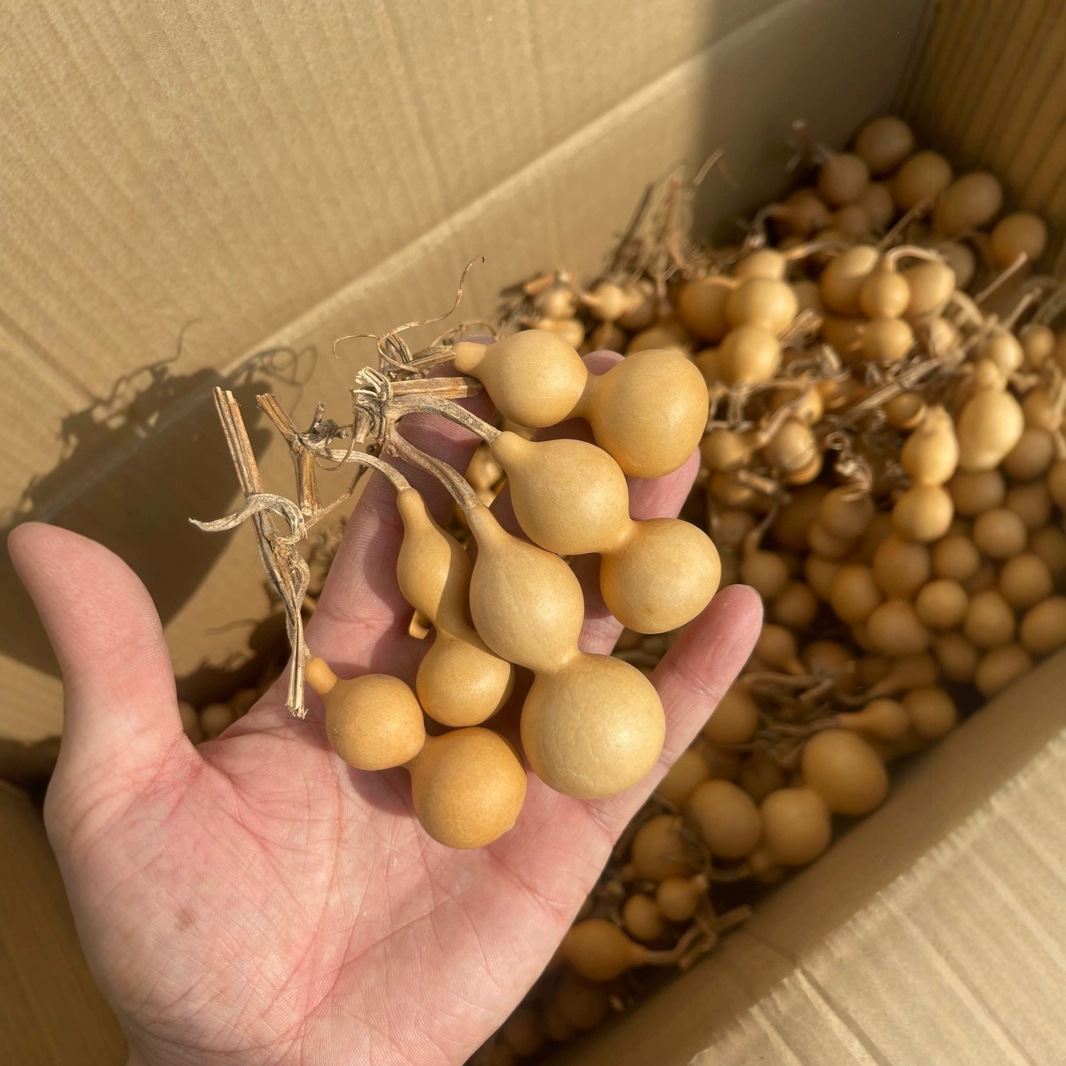 天然手捻小葫芦手把件天津嘴绕指柔精品文玩手盘特小迷你真葫芦