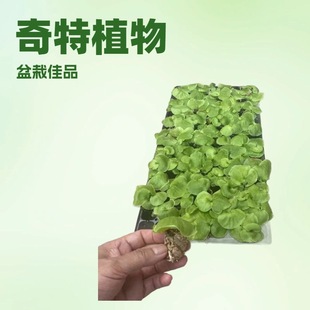 Source Manufacturers Supply Asian Monkey Brain Staghorn Fern, Strange Landscaping Green Plants, Landscape Fern Potted Seedlings