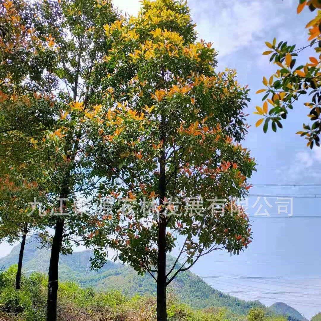 [Садоводство] Саженцы деревянного забора Ledong Monocarpous Ledong Monocarpous Wood Fence 10cm Полные характеристики